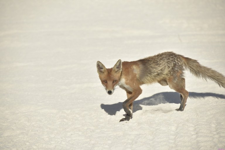 Fox in the Quarry